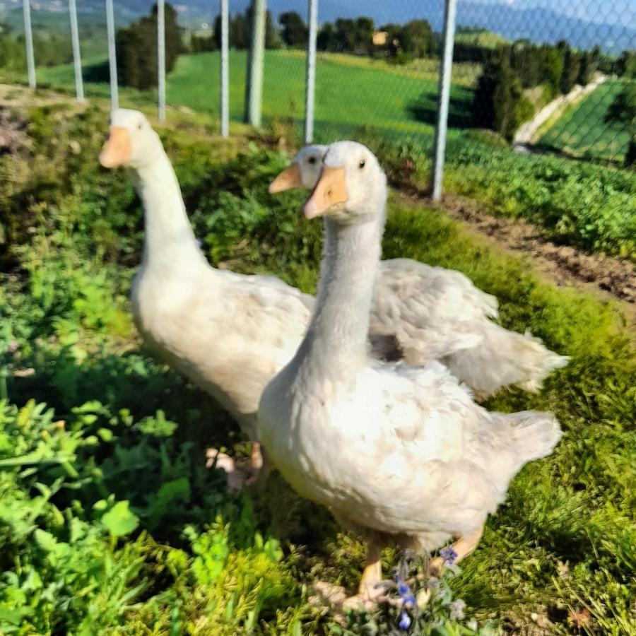 Appartamento La casa della Pieve Vecchia Marmigliaio Esterno foto